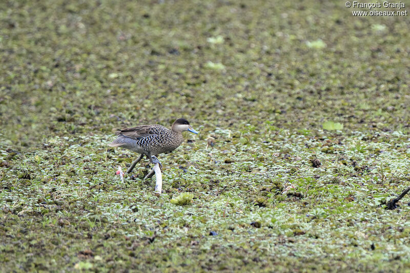 Silver Teal