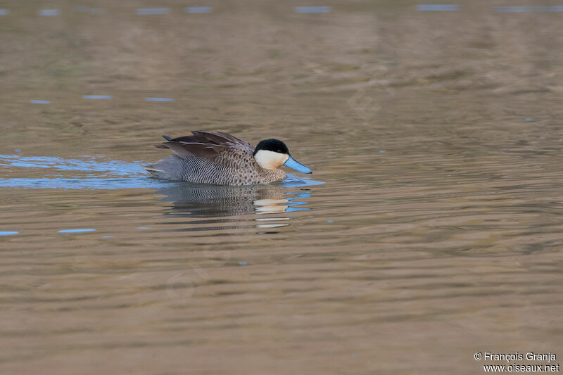 Puna Teal