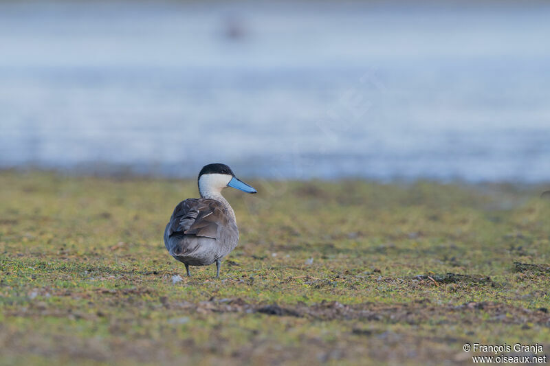 Puna Teal