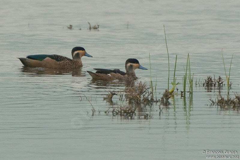 Blue-billed Teal