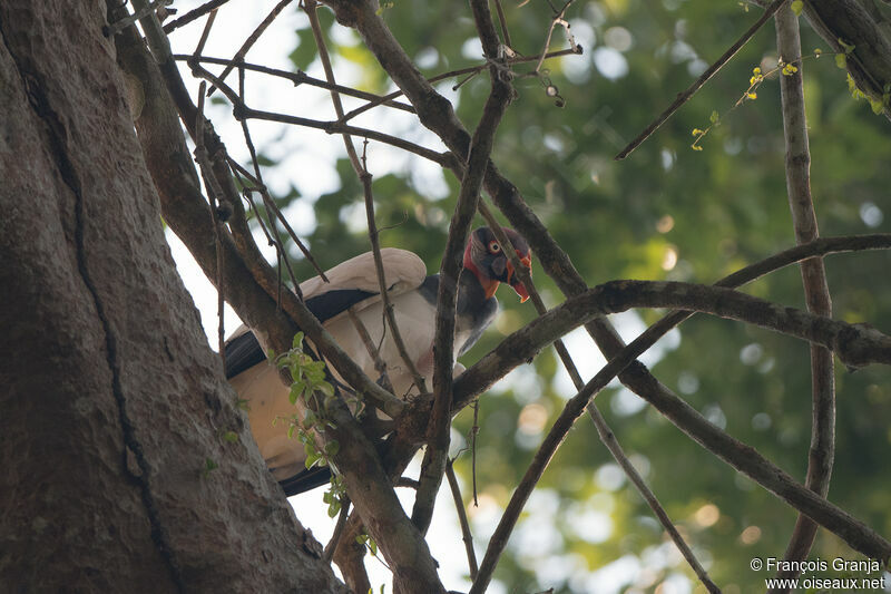 King Vulture