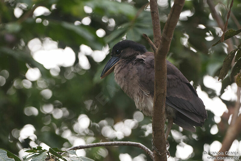 Boat-billed Heronadult