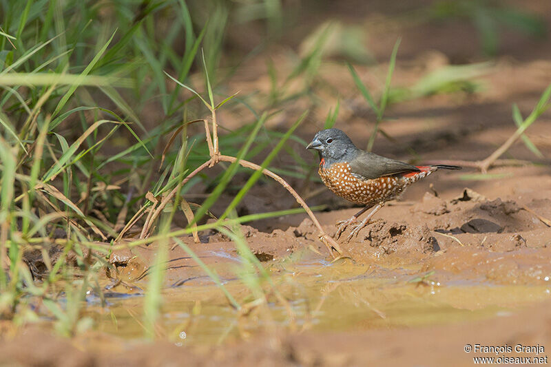 Brown Twinspotadult