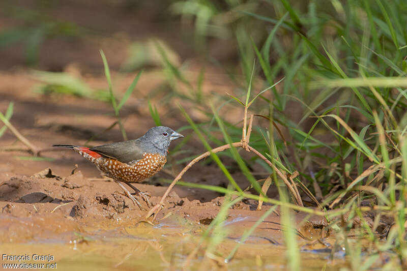 Sénégali brunadulte, identification