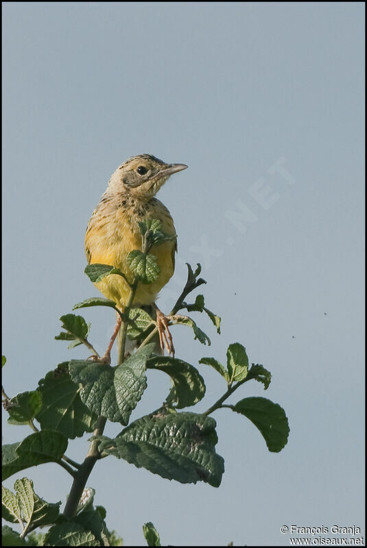 Yellow-throated Longclawjuvenile, identification