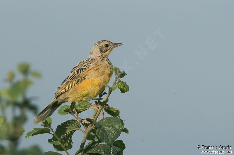 Yellow-throated Longclaw