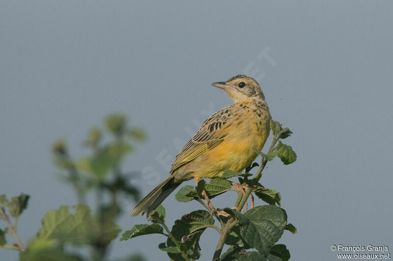 Yellow-throated Longclaw