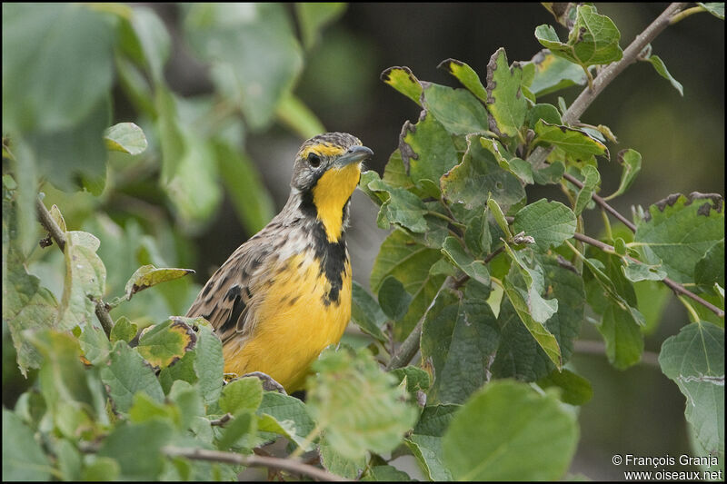 Yellow-throated Longclaw