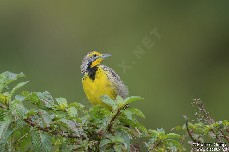 Yellow-throated Longclaw