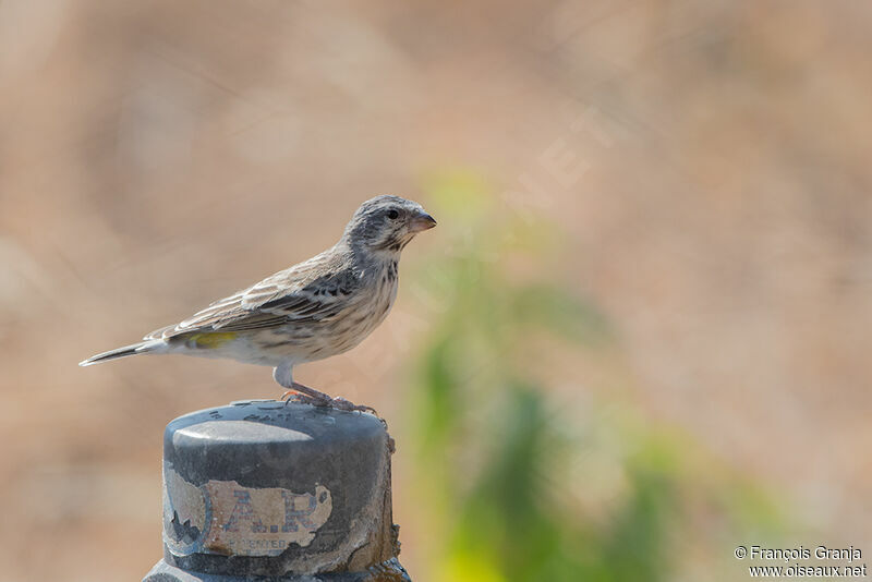 Black-throated Canary