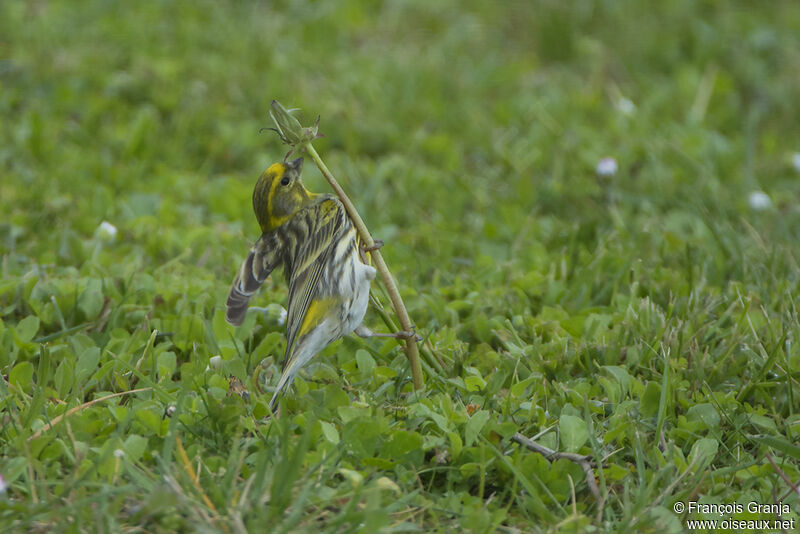 European Serin male adult, Behaviour