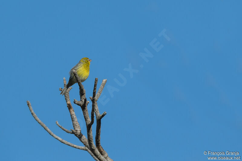 Atlantic Canary male