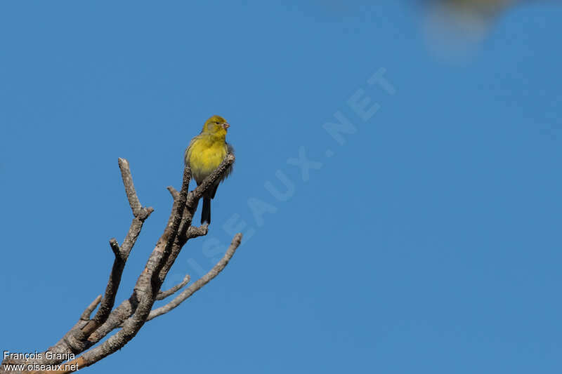 Serin des Canaries mâle adulte, habitat, pigmentation, Comportement