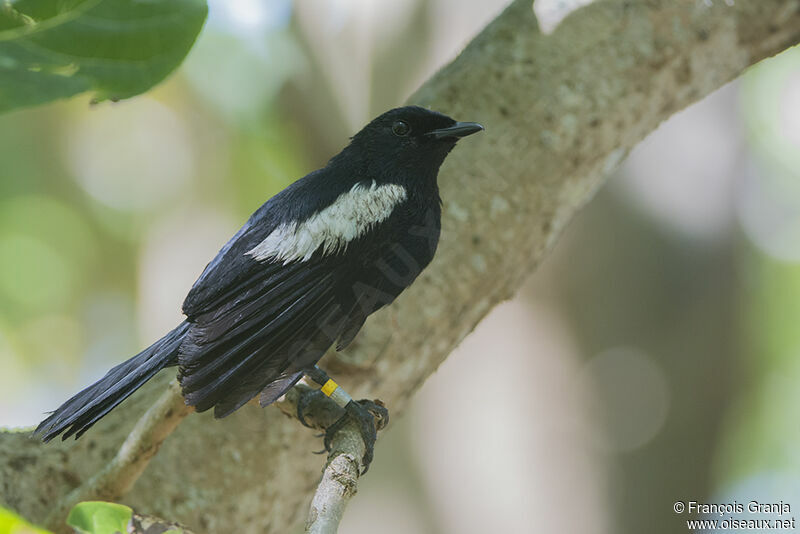 Shama des Seychellesadulte