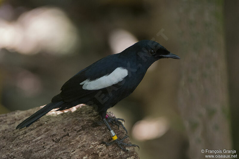 Seychelles Magpie-Robinadult