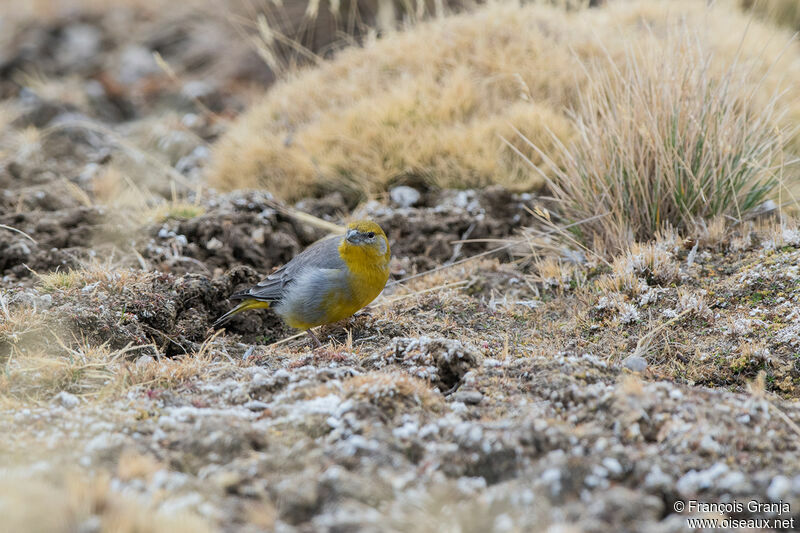 Sicale à croupion jaune mâle