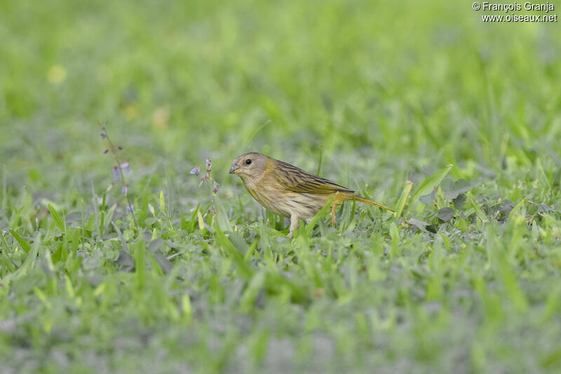 Saffron Finch