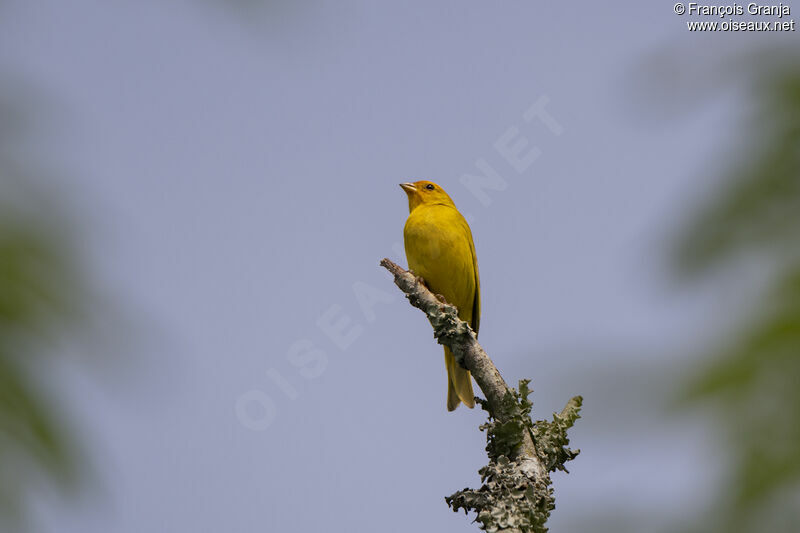 Saffron Finch male