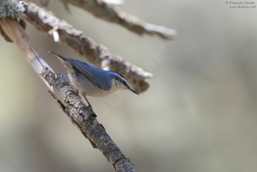 Corsican Nuthatch