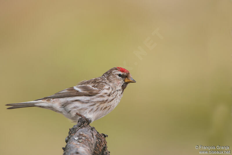 Common Redpoll