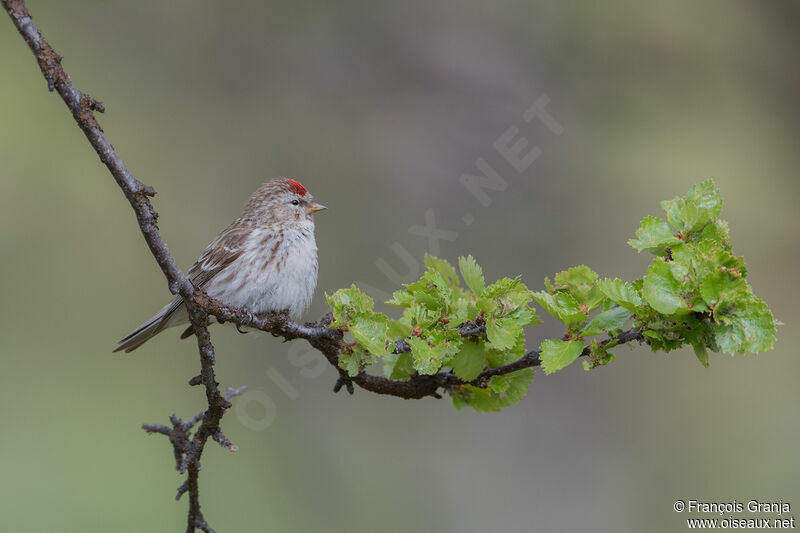 Common Redpoll