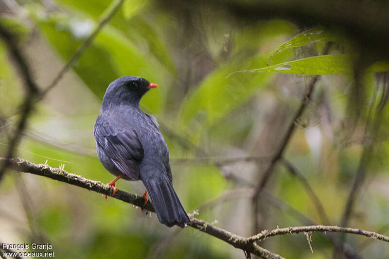 Black-faced Solitaireadult, pigmentation