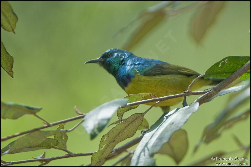 Collared Sunbirdadult