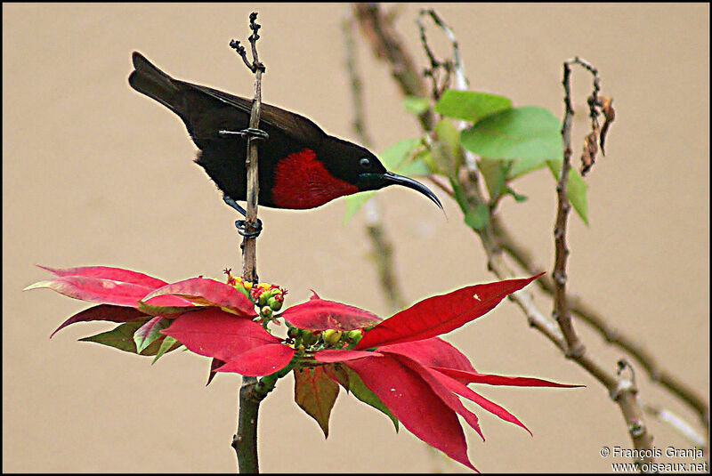 Scarlet-chested Sunbird male