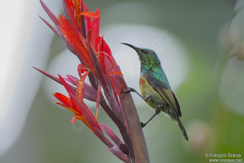 Olive-bellied Sunbird