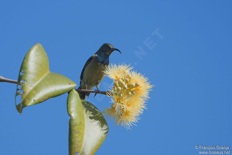 Seychelles Sunbird male adult