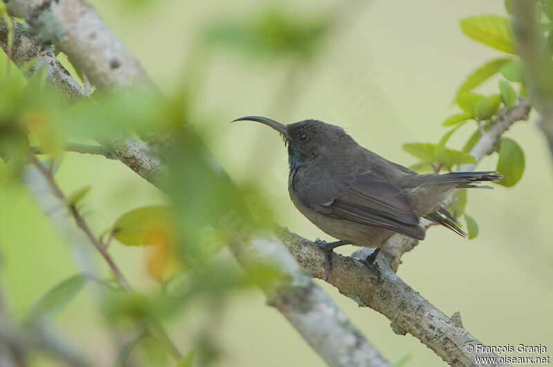 Souimanga des Seychelles mâle immature