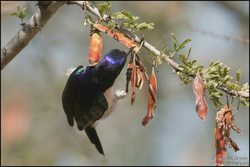 Eastern Violet-backed Sunbird male adult