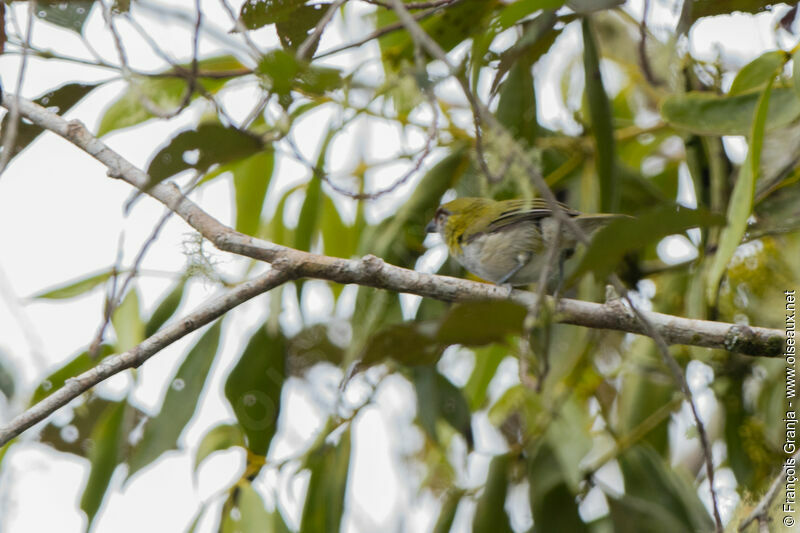 Black-billed Peppershrike