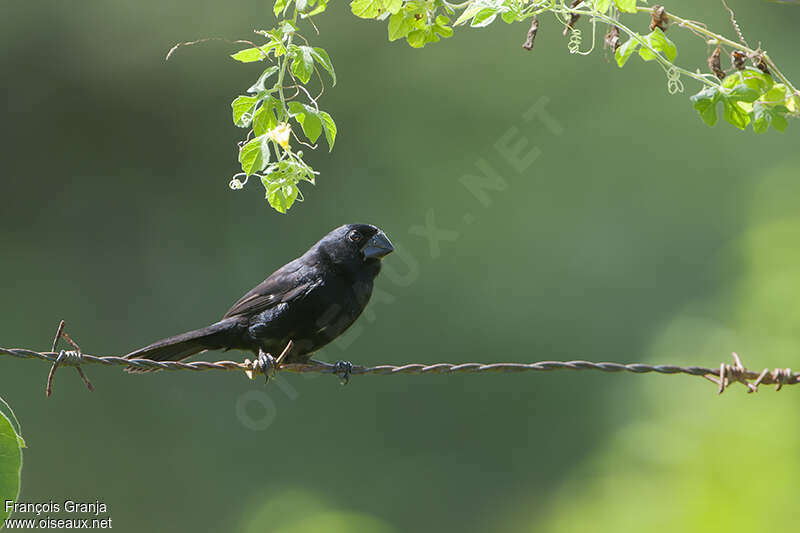 Thick-billed Seed Finch male adult, identification