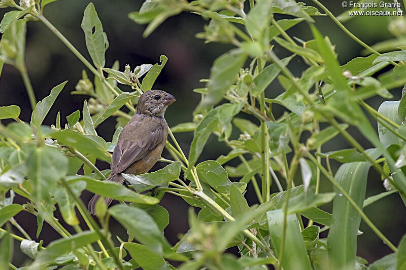 White-bellied Seedeater