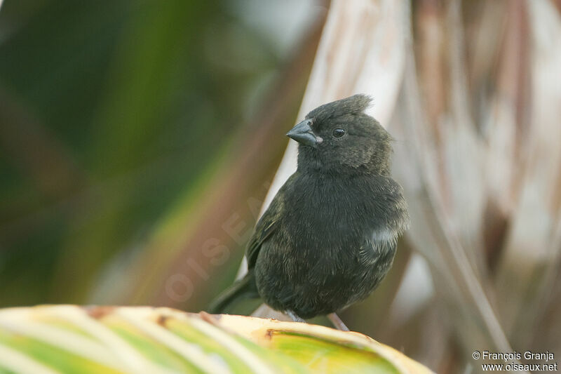 Black-faced Grassquit male adult