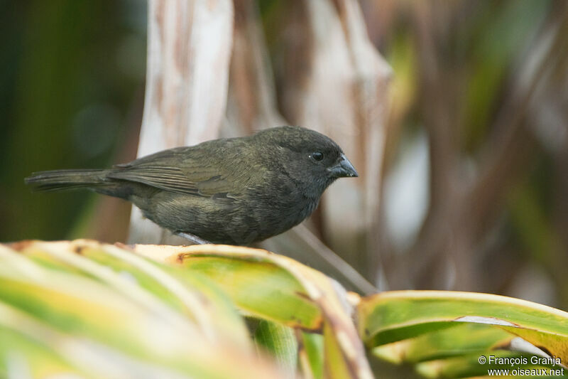 Black-faced Grassquit male adult