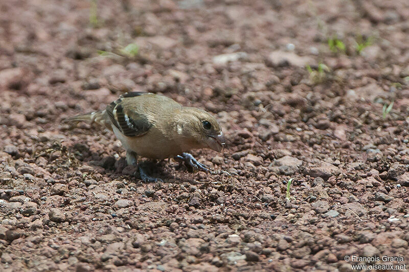 Morelet's Seedeater female adult