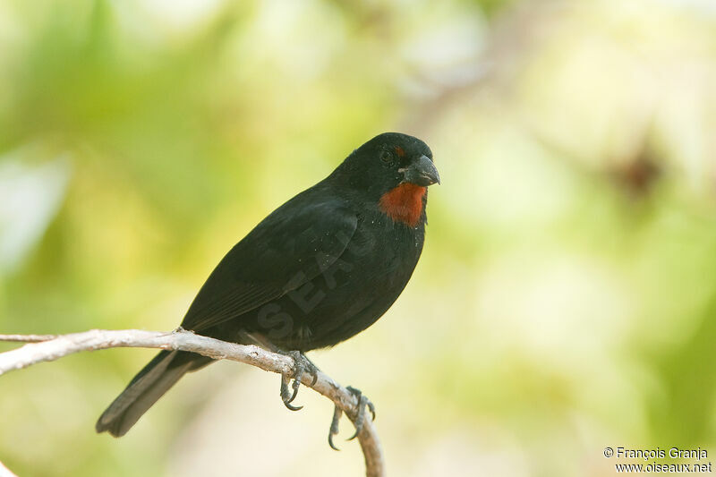 Lesser Antillean Bullfinch male adult