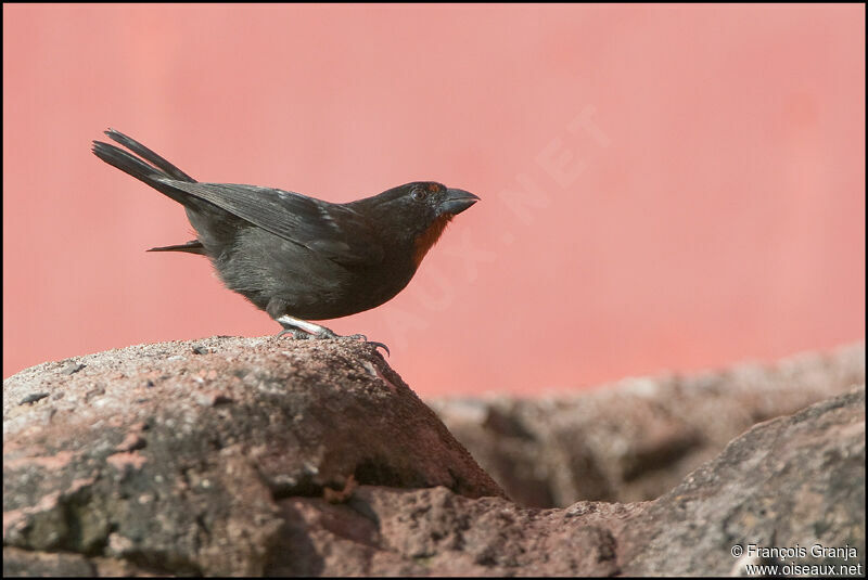 Lesser Antillean Bullfinch male adult