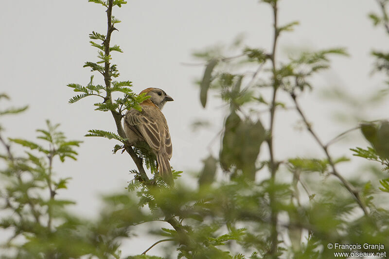 Speckle-fronted Weaveradult