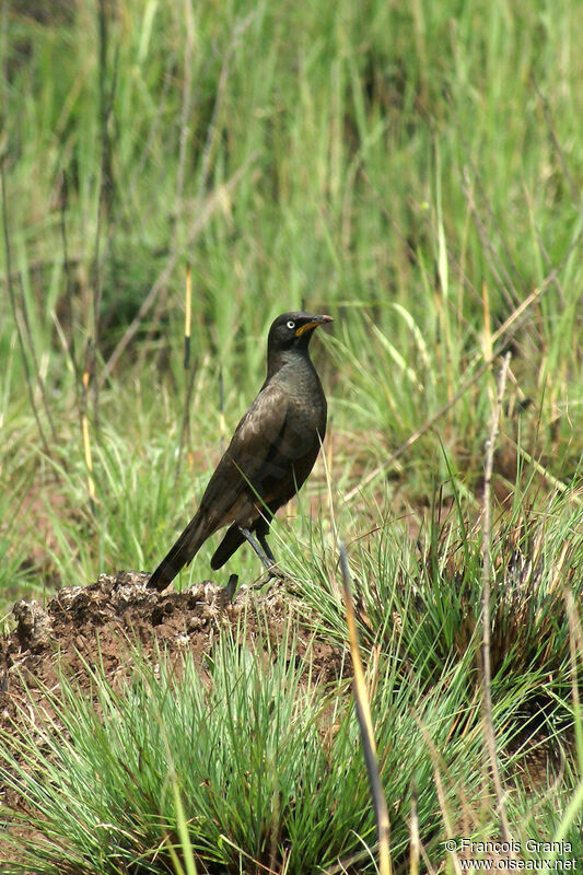 Pied Starling