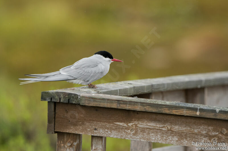 Arctic Tern