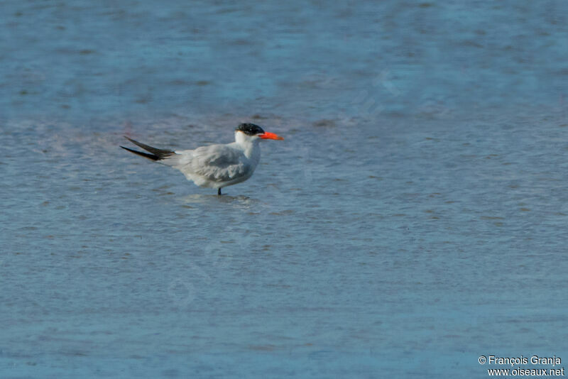 Caspian Tern