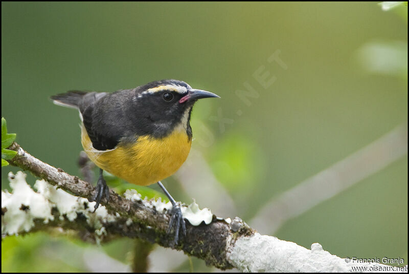 Bananaquitadult