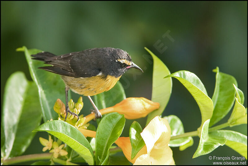 Bananaquitadult