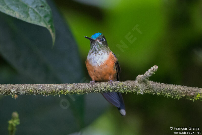 Violet-tailed Sylph female