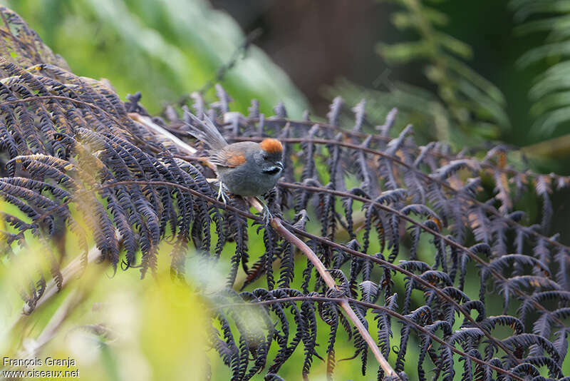 Dark-breasted Spinetailadult, Behaviour