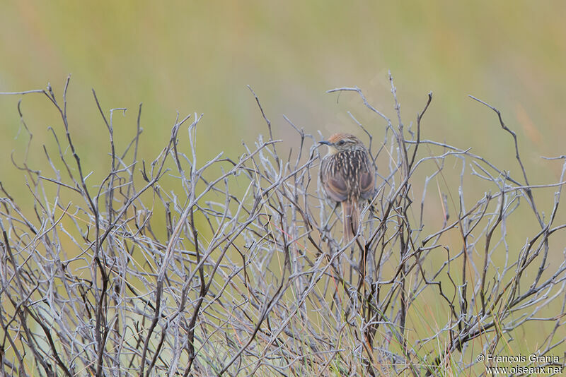 Many-striped Canastero