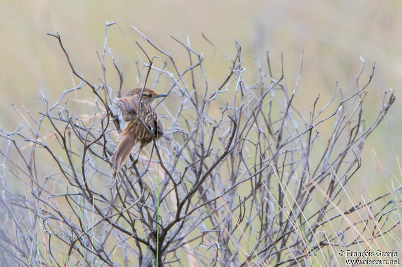 Many-striped Canastero